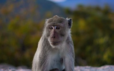 Monkeypox–What Is It?